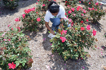 Student launches ladybugs in flower garden