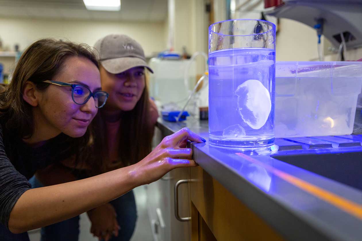 ESRM students investigate jellies under ultraviolet light rays